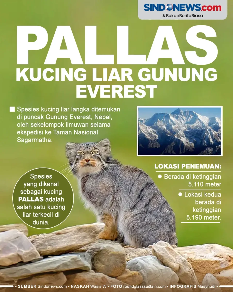 Ilmuwan Temukan Kucing...