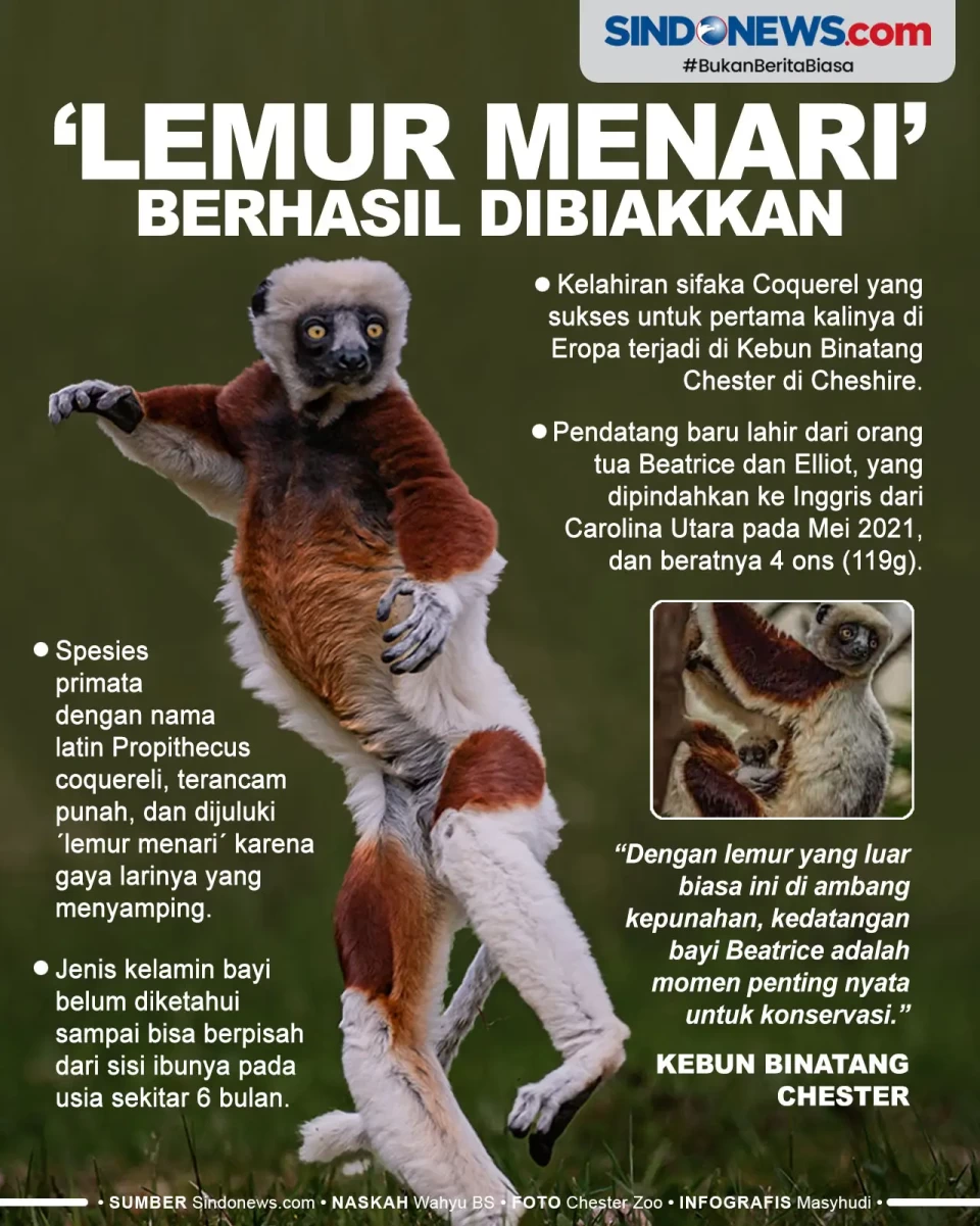 Lemur Menari dari Madagaskar...