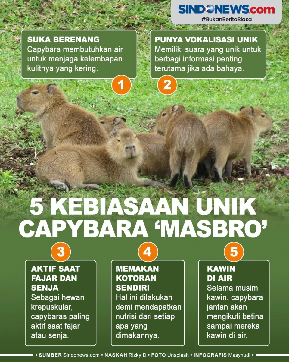 5 Kebiasaan Unik Capybara...