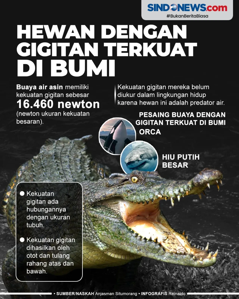 Buaya Air Asin Jadi...