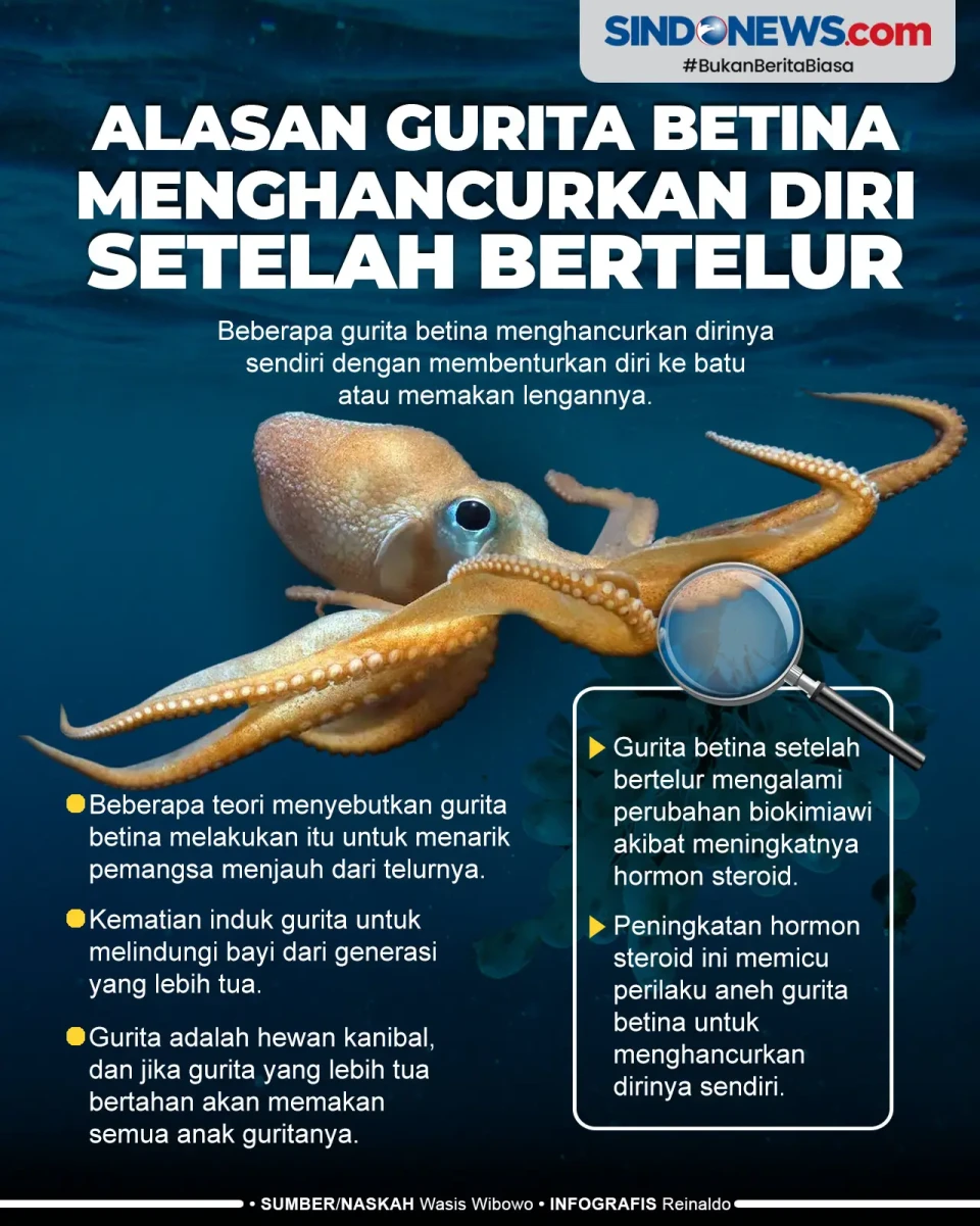 Ini Alasan Gurita Betina...