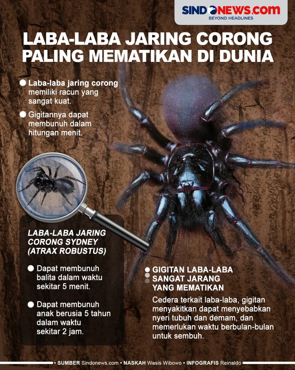 Laba-laba jaring corong...