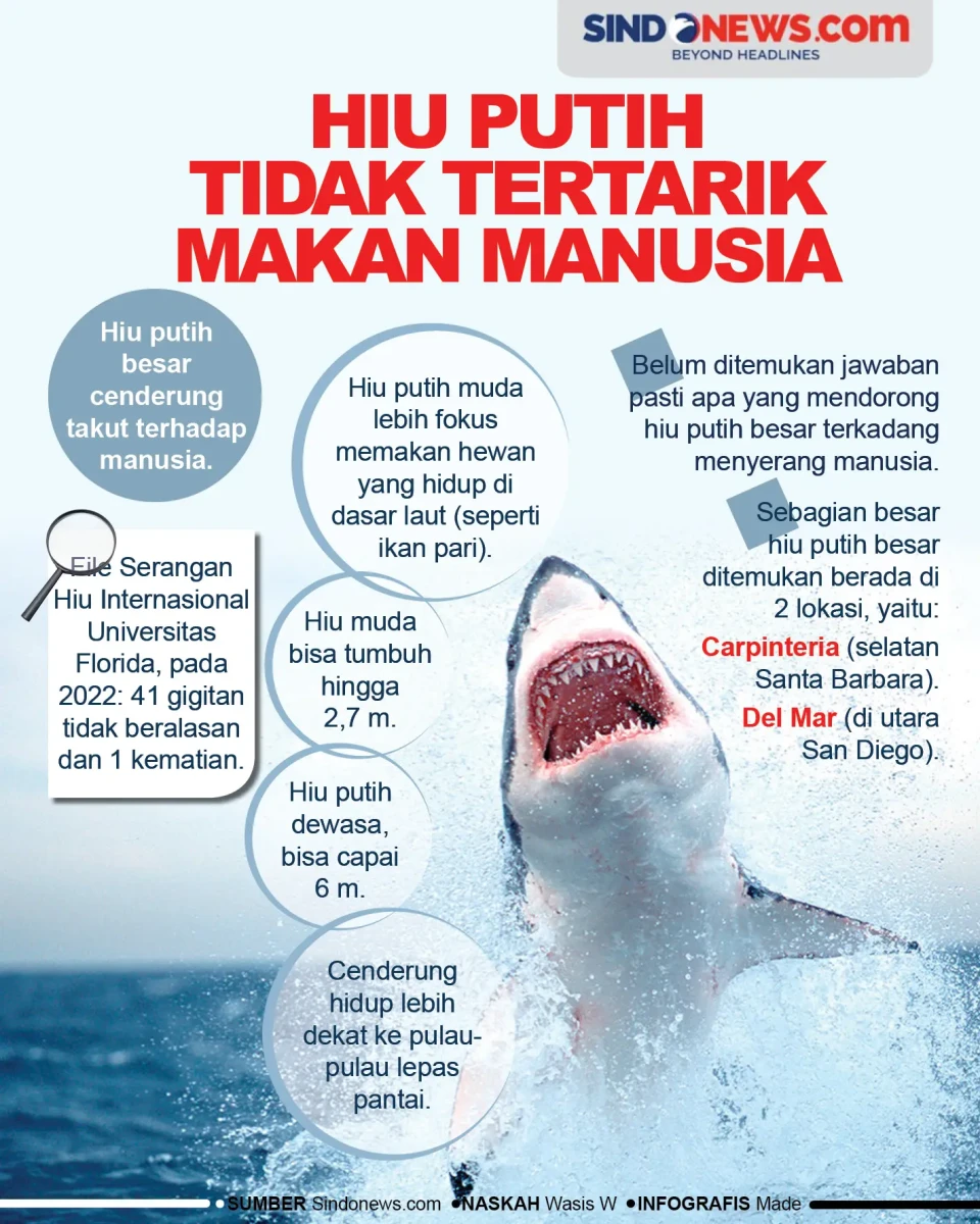 Ikan Hiu Putih Ternyata...