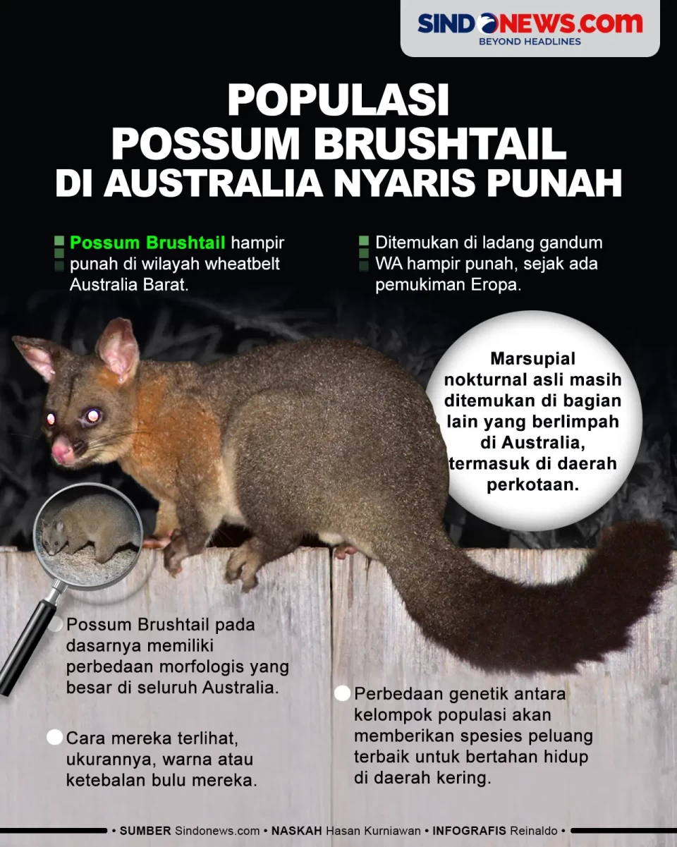 Populasi Possum Brushtail...