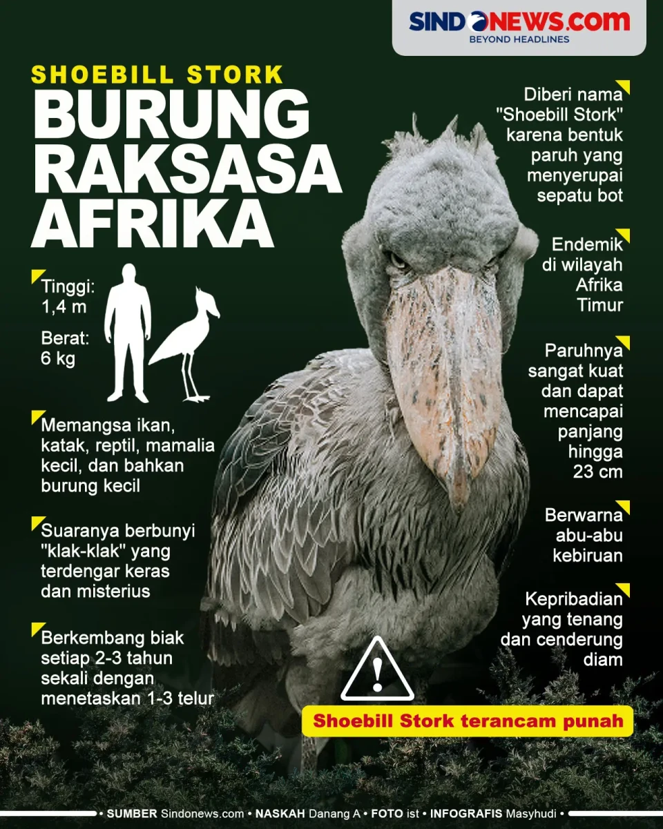 Shoebill Stork, Burung...