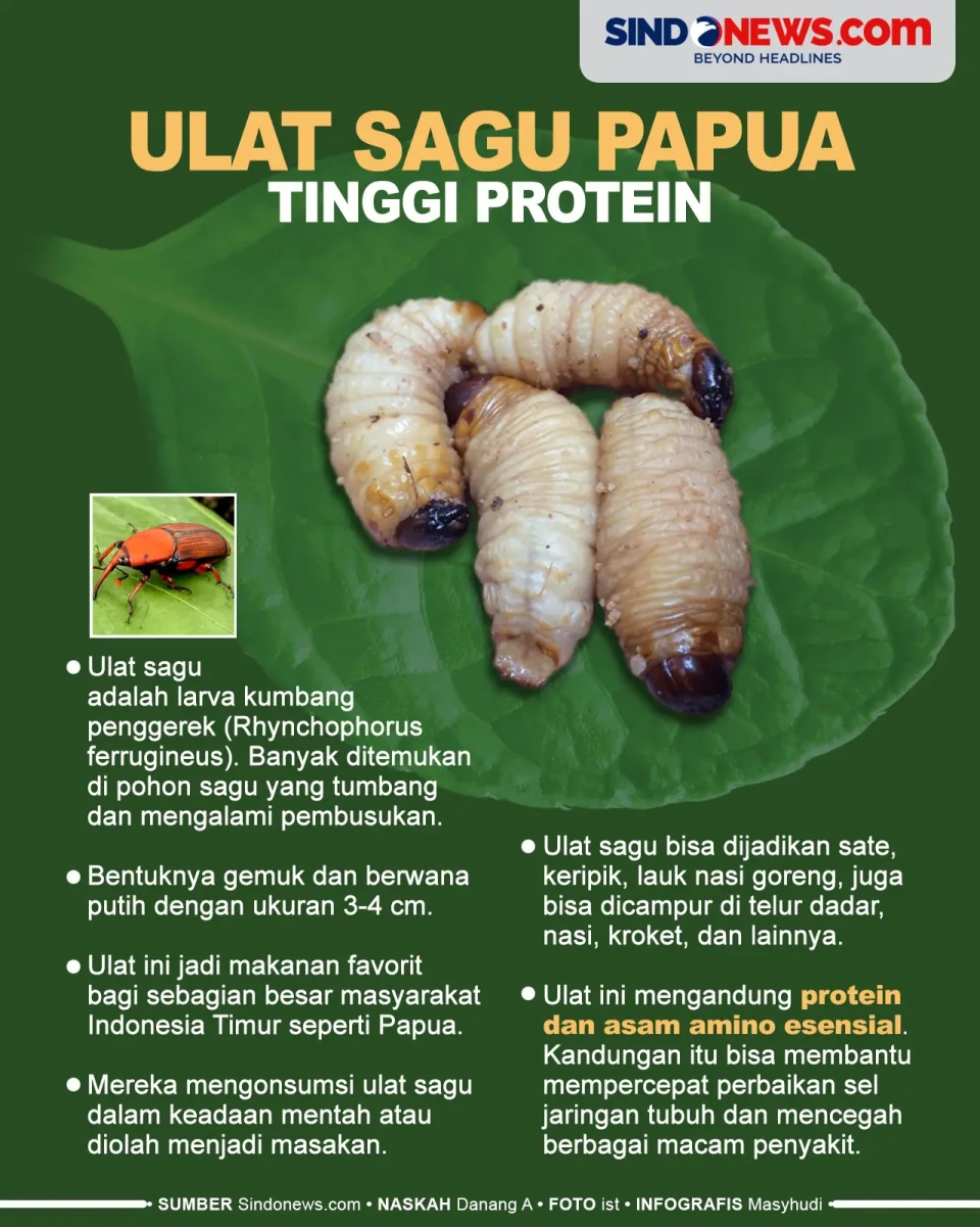 Ulat Sagu Papua, Larva...