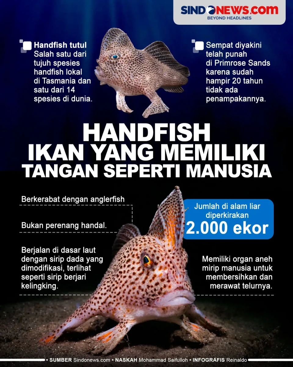 Handfish, Ikan Langka...