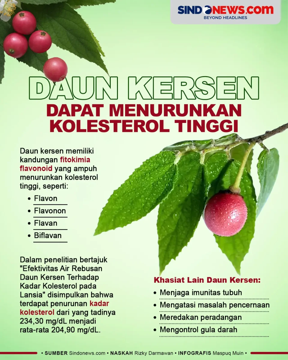Daun Kersen Berkhasiat...