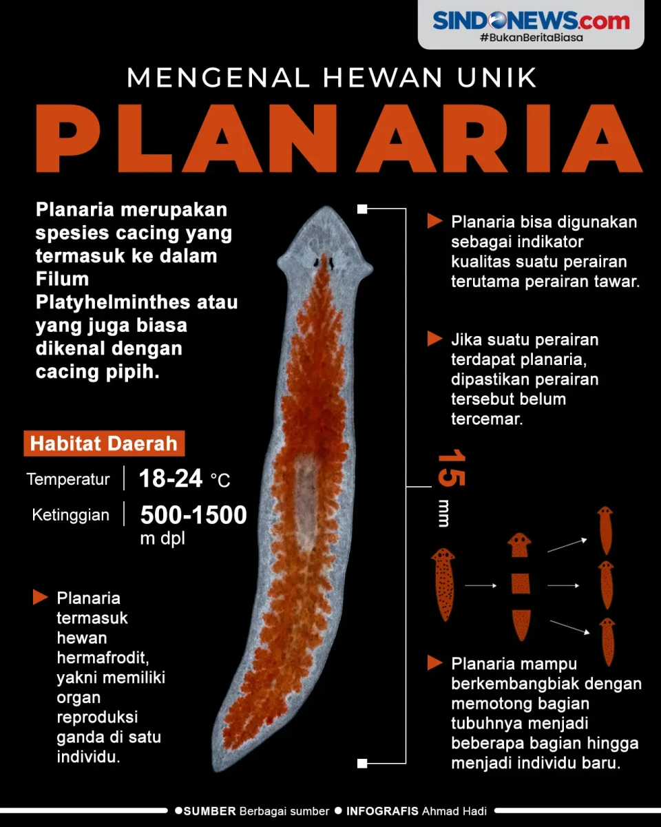 Planaria, Hewan yang...