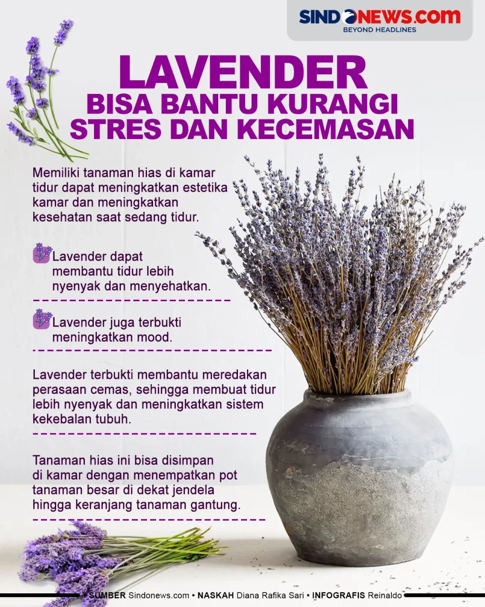 Lavender, Tanaman Hias...