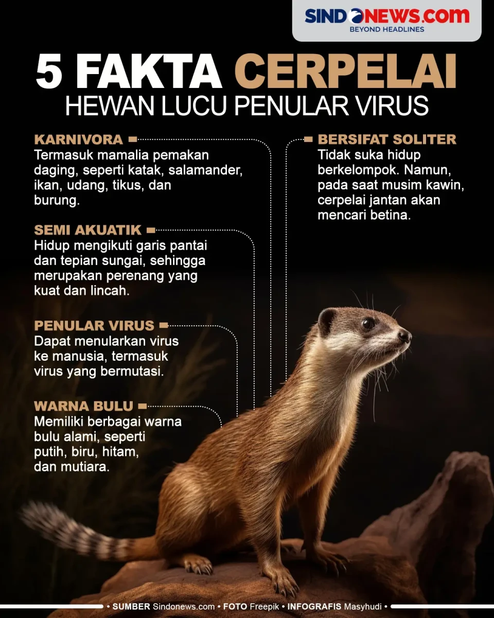 5 fakta Cerpelai, salah...
