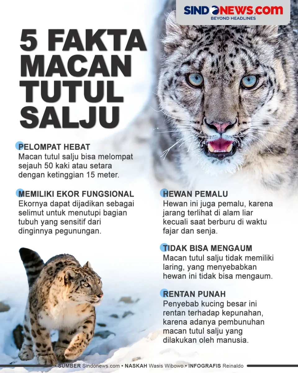 5 Fakta Macan Tutul...