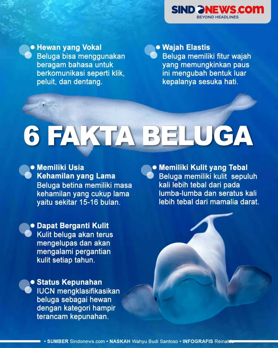 6 Fakta Beluga, Paus...