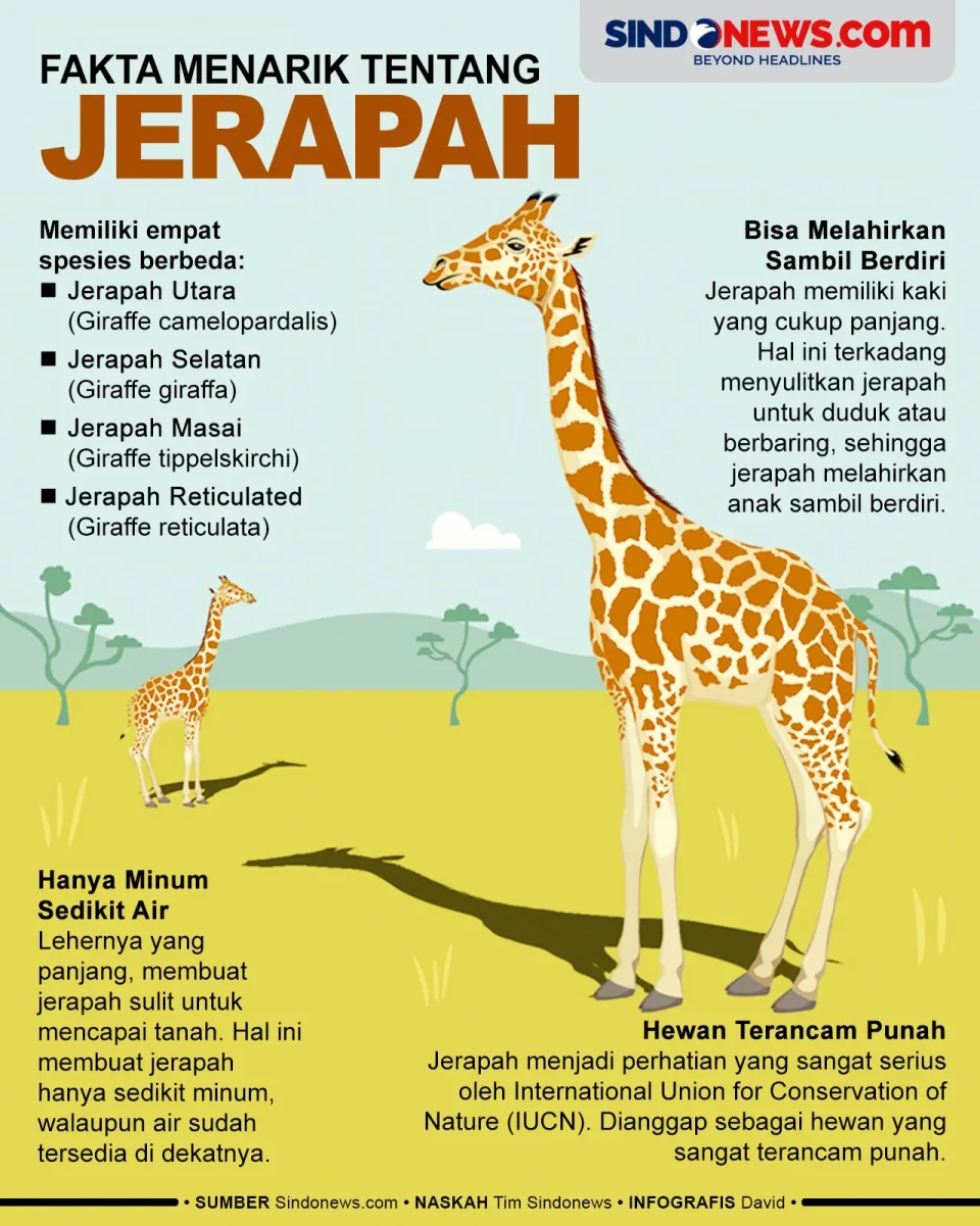 6 Fakta Jerapah, Hewan...