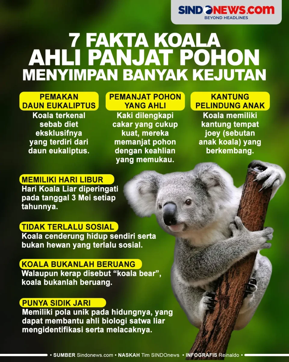 Fakta Koala, Ahli Panjat...