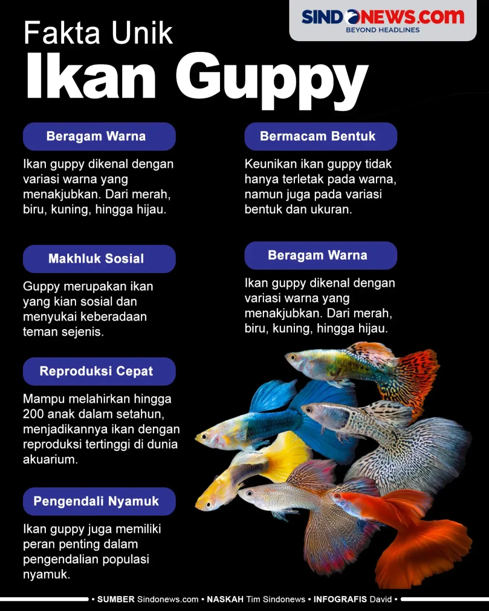 Fakta Unik Ikan Guppy,...