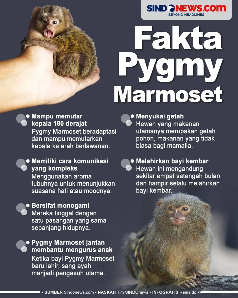 Fakta Menarik Pygmy...