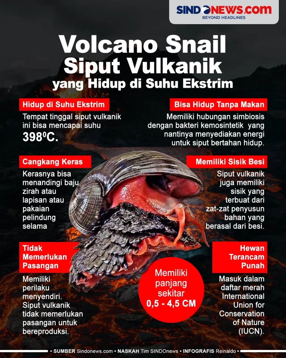 Volcano Snail, Siput...