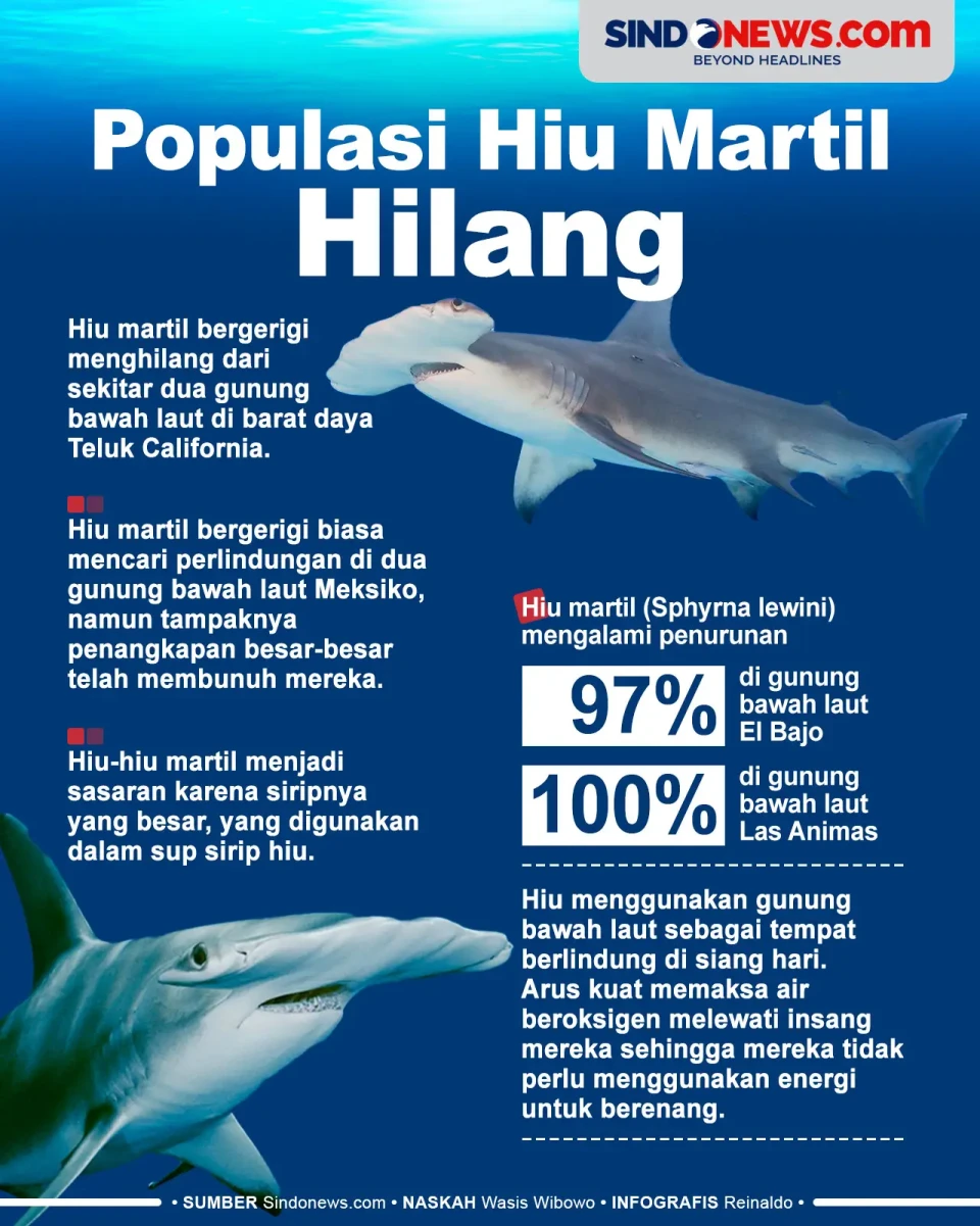 Populasi Hiu Martil...