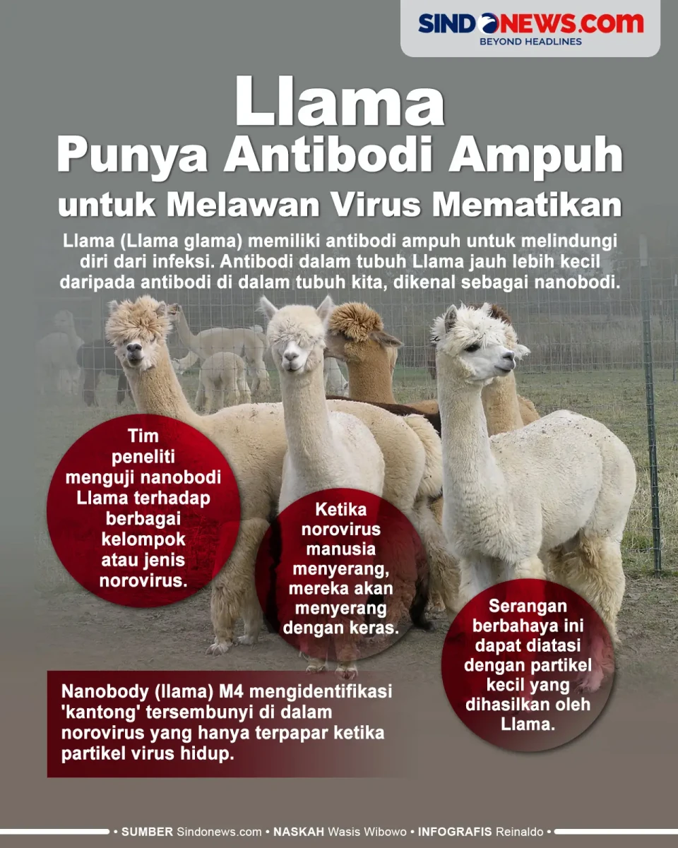 Llama Punya Antibodi...