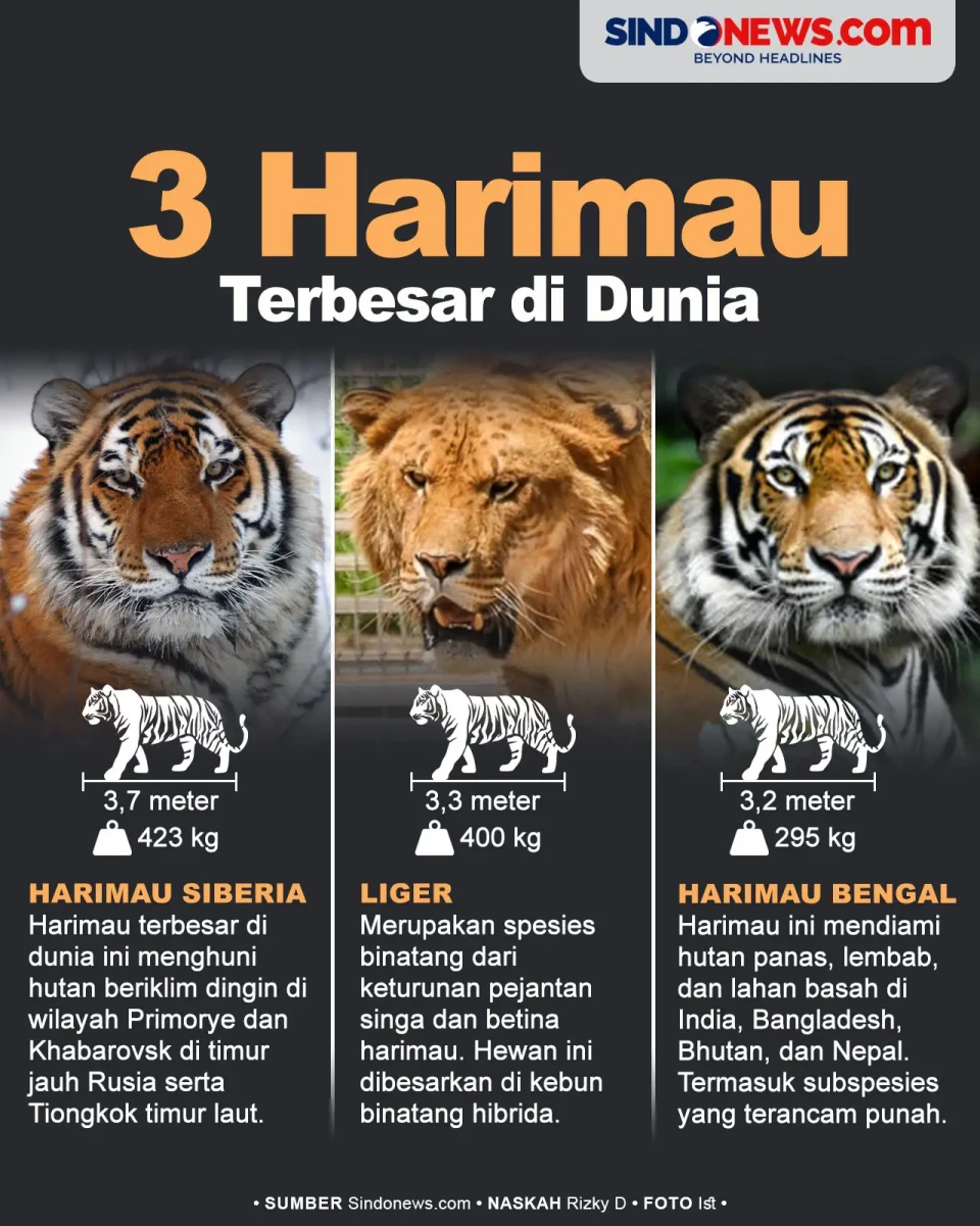 3 Jenis Harimau Terbesar...