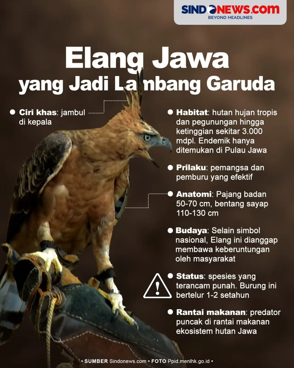 Fakta Menarik Elang...