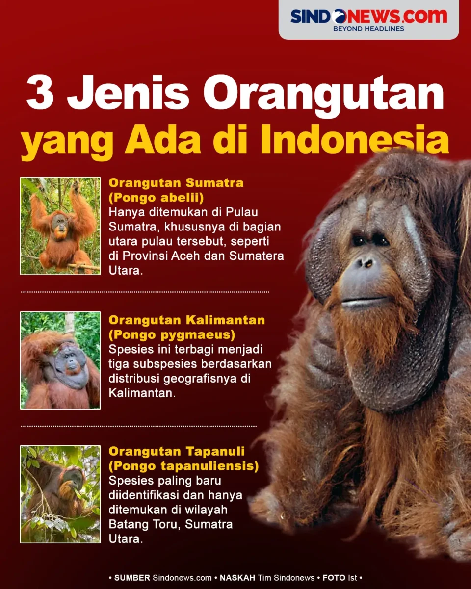 3 Jenis Orangutan yang...