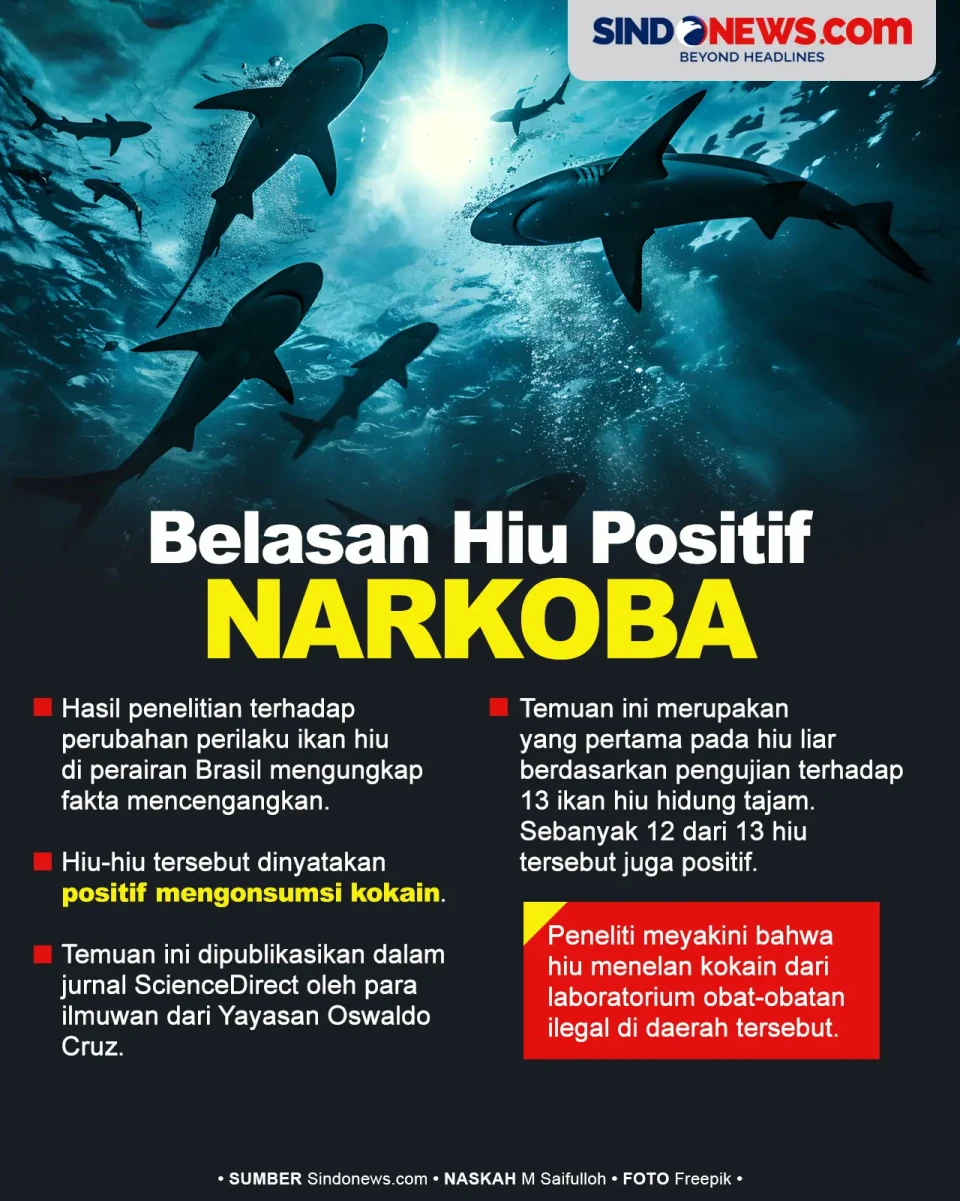 Belasan Ikan Hiu di...