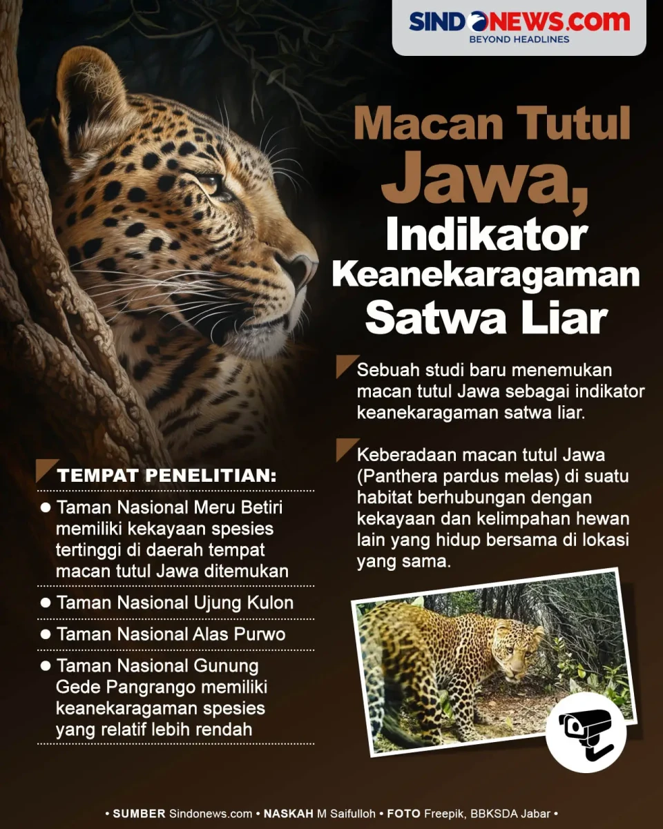 Macan Tutul Jawa Menjadi...