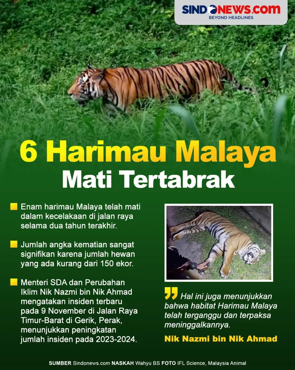 6 Harimau Malaya Mati...