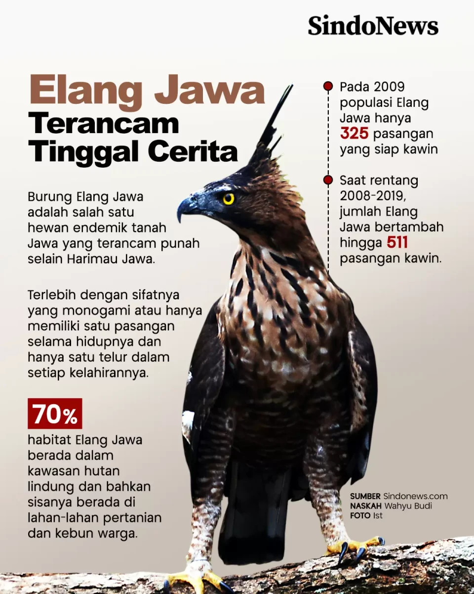 Seperti Harimau, Elang...