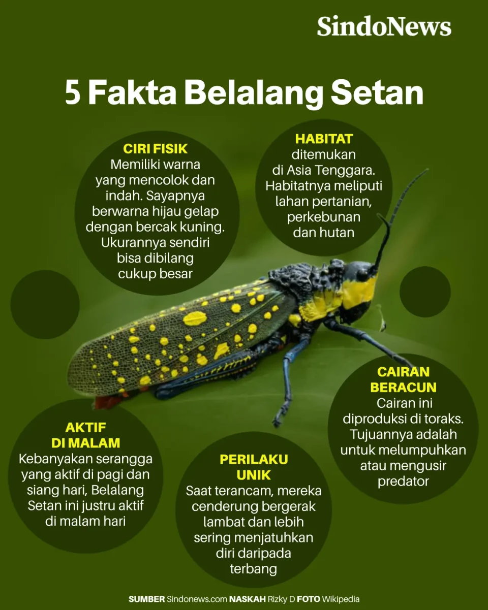 5 Fakta Menarik Belalang...