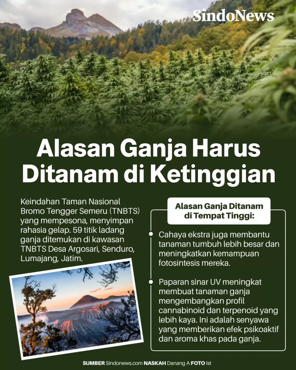 Ini Alasan Mengapa Tanaman...